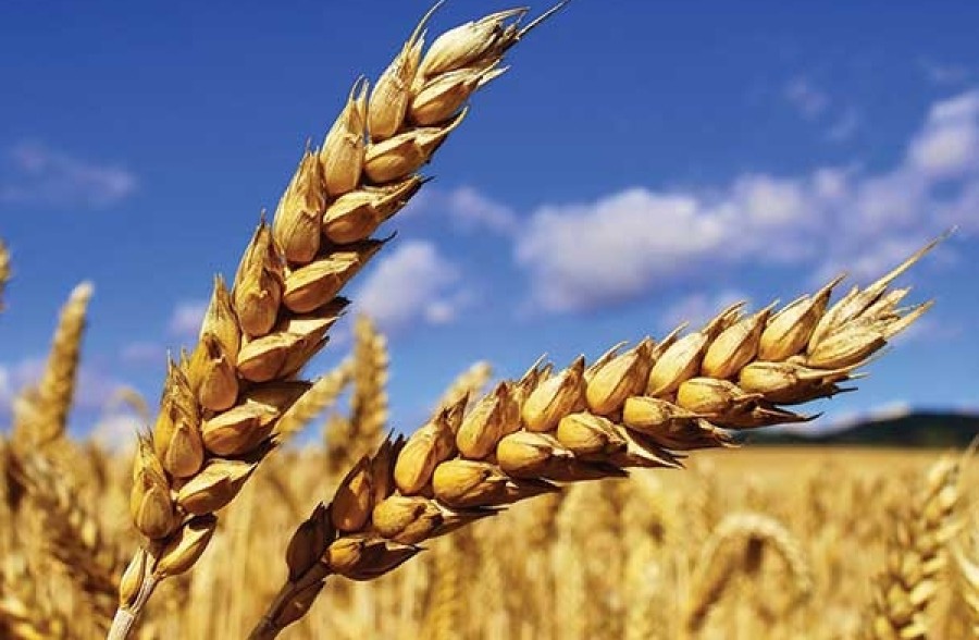 فوزي الزياني: من المرجح أن تفوق واردات تونس من الحبوب الـ 90%