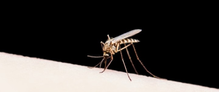 أمريكا تسجل أولى الإصابات المحلية بالملاريا منذ 20 عاما
